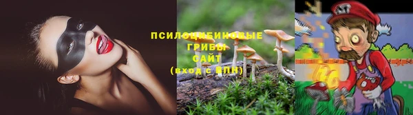 прущие грибы Абаза