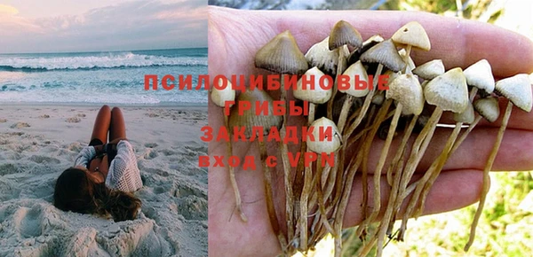 прущие грибы Абаза